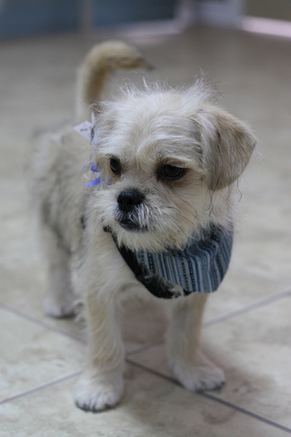 Jack - AFTER (puppy)
