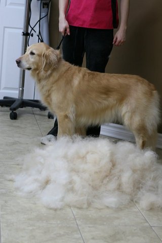Amber - Before bath