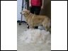 Amber - Before bath