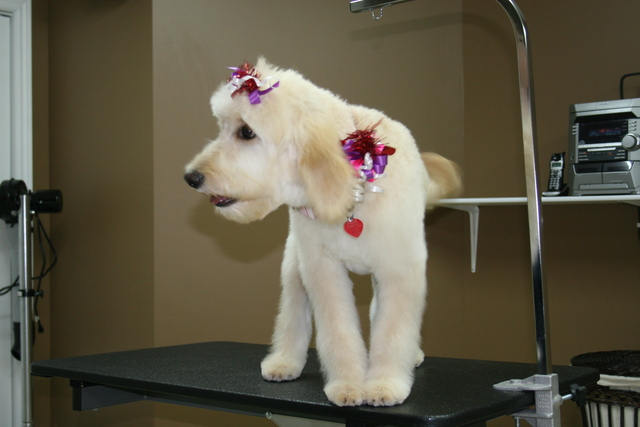 Maggie - 4 month old puppy