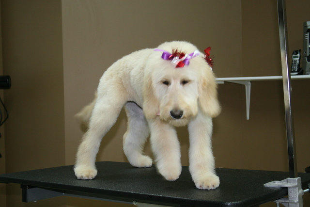 Maggie (puppy)