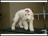 Maggie (puppy)