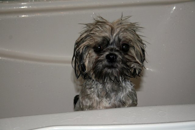 In the tub 1