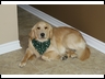 Relaxing after being groomed
